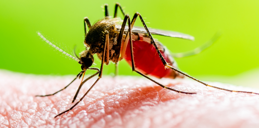 dengue treatment